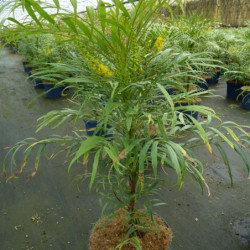 Mahonia ‘Soft Caress’