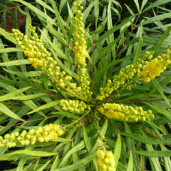 Mahonia ‘Soft Caress’