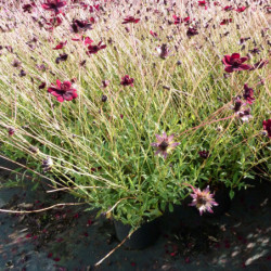 Cosmos atrosanguineus Chocamocha