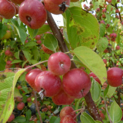 Malus 'Evereste' - Pommier d'ornement