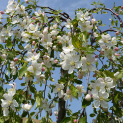 Malus 'Fontana' - Pommier