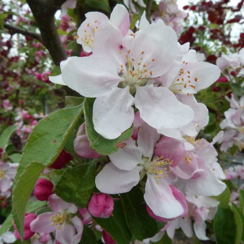 Malus ‘Golden Hornett’