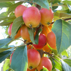 Malus 'John Downie'