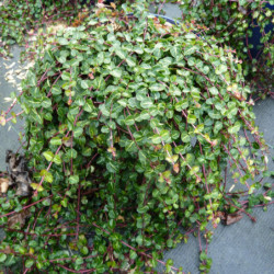 Mitchella repens