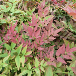 Nandina domestica Obsessed Seika