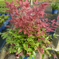 Nandina domestica Obsessed Seika
