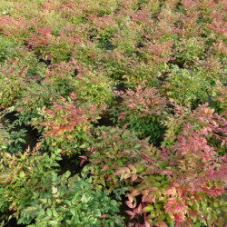 Nandina domestica Obsessed Seika