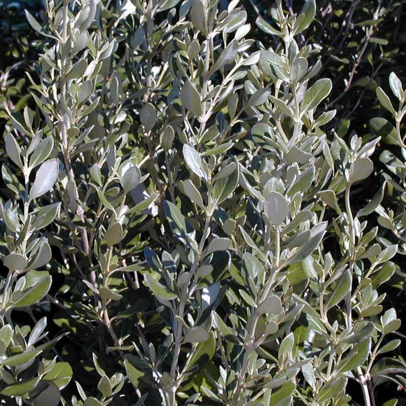 Olearia haastii