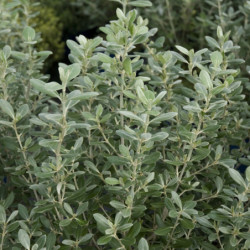 Olearia traversii