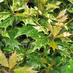 Osmanthus heterophyllus