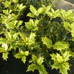 Osmanthe panaché