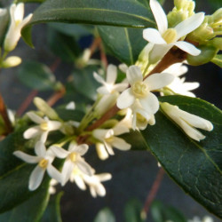Osmarea burkwoodii - Osmanthe de Burkwood