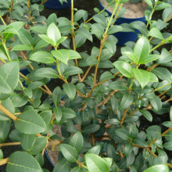 Osmarea burkwoodii - Osmanthe de Burkwood