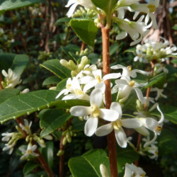 Osmarea burkwoodii - Osmanthe de Burkwood