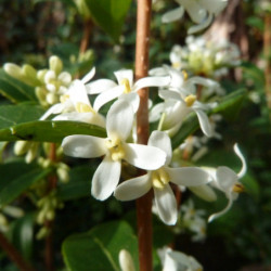 Osmarea burkwoodii - Osmanthe de Burkwood