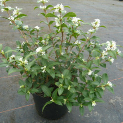 Osmarea burkwoodii - Osmanthe de Burkwood