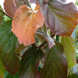 Parrotia persica ‘Vanessa’