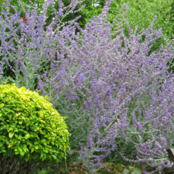 Perovskia atripliciflora ‘Blue Spire’