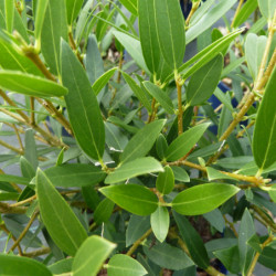 Phillyrea angustifolia