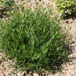 Phillyrea angustifolia