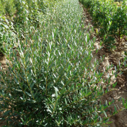 Phillyrea angustifolia