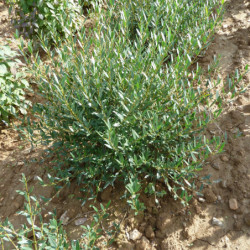 Phillyrea angustifolia