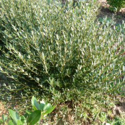 Phillyrea angustifolia