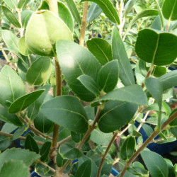 Phillyrea latifolia