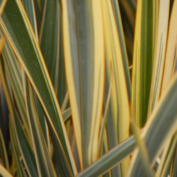 Phormium tenax 'Golden Ray' - Lin de Nouvelle-Zélande