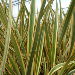 Phormium tenax 'Golden Ray' - Lin de Nouvelle-Zélande