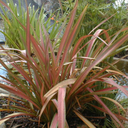Phormium tenax ‘Jester‘