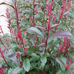 Photinia fraseri ‘Carré Rouge’