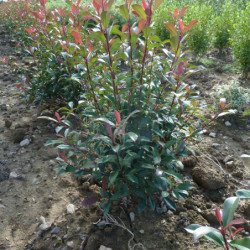 Photinia fraseri ‘Carré Rouge’