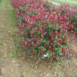 Photinia fraseri ‘Carré Rouge’