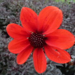Dahlia 'Mystic Enchantment' ® - 'Another Pet'