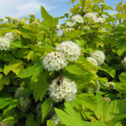 Physocarpus opulifolius ‘Dart's Gold’