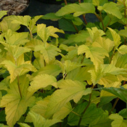 Physocarpus opulifolius ‘Dart's Gold’