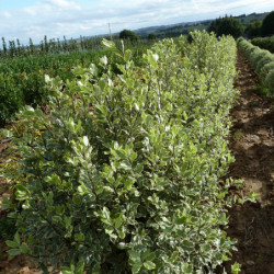 Pittosporum tenuifolium ‘Elisabeth’