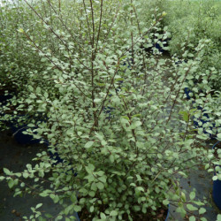 Pittosporum tenuifolium ‘Green Elf’