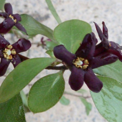 Pittosporum tenuifolium ‘Green Elf’