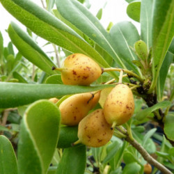 Pittosporum tobira - Pittospore du Japon
