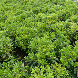 Pittosporum tobira ‘Nana’