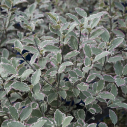 Pittosporum tenuifolium 'Garnettii'