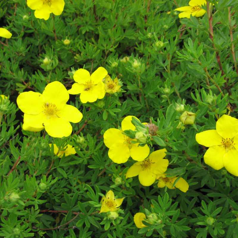 Potentilla fruticosa 'Goldfinger'