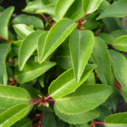 Prunus lusitanica - Laurier du Portugal