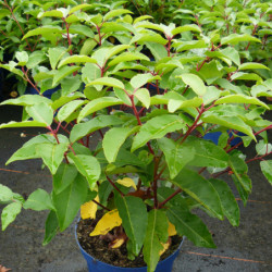 Prunus lusitanica - Laurier du Portugal