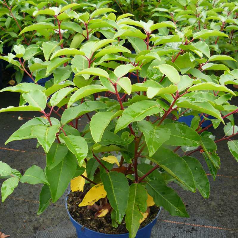 Prunus lusitanica - Laurier du Portugal