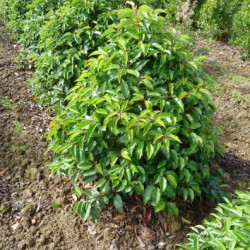 Prunus lusitanica - Laurier du Portugal