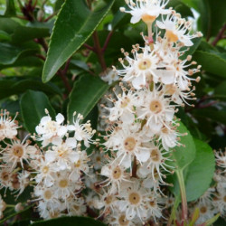 Prunus lusitanica 'Angustifolia' - Laurier du Portugal