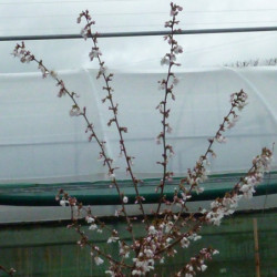 Prunus nipponica 'Brillant'